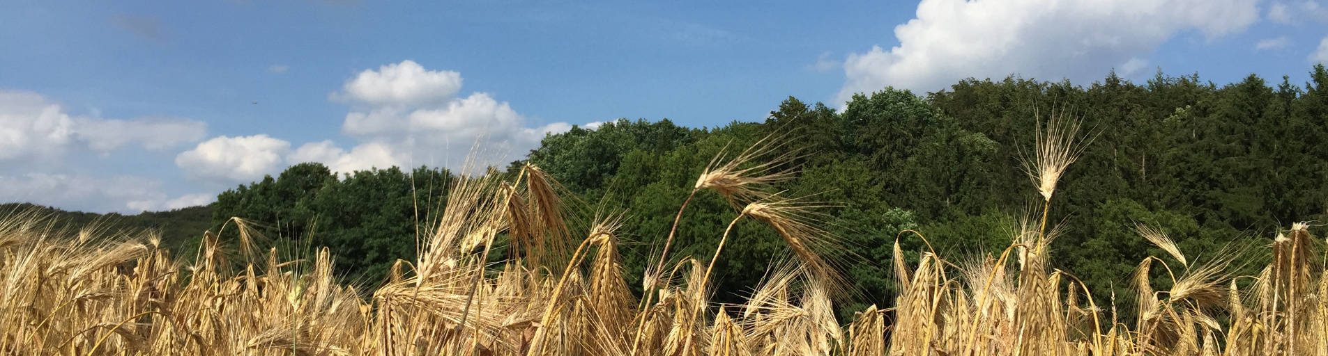 Sommer slide